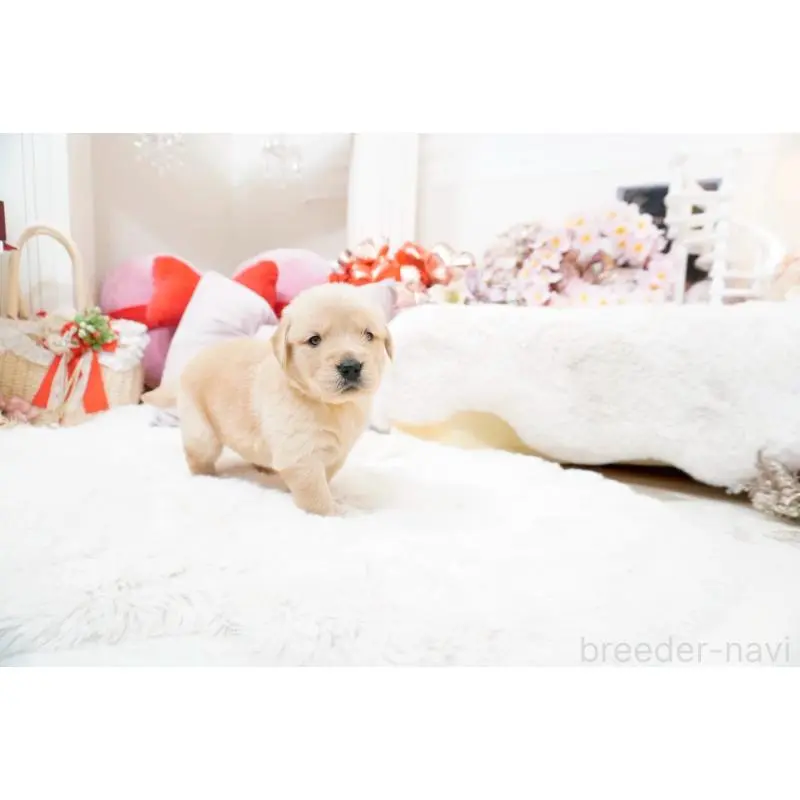 販売中の大阪府のゴールデンレトリーバー-454888の4枚目