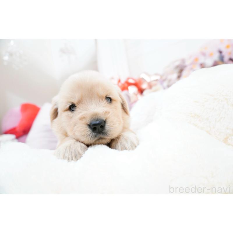 販売中の大阪府のゴールデンレトリーバー-454888の2枚目