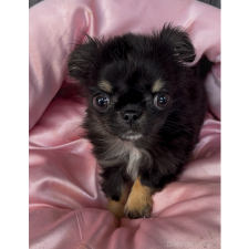 オンライン見学