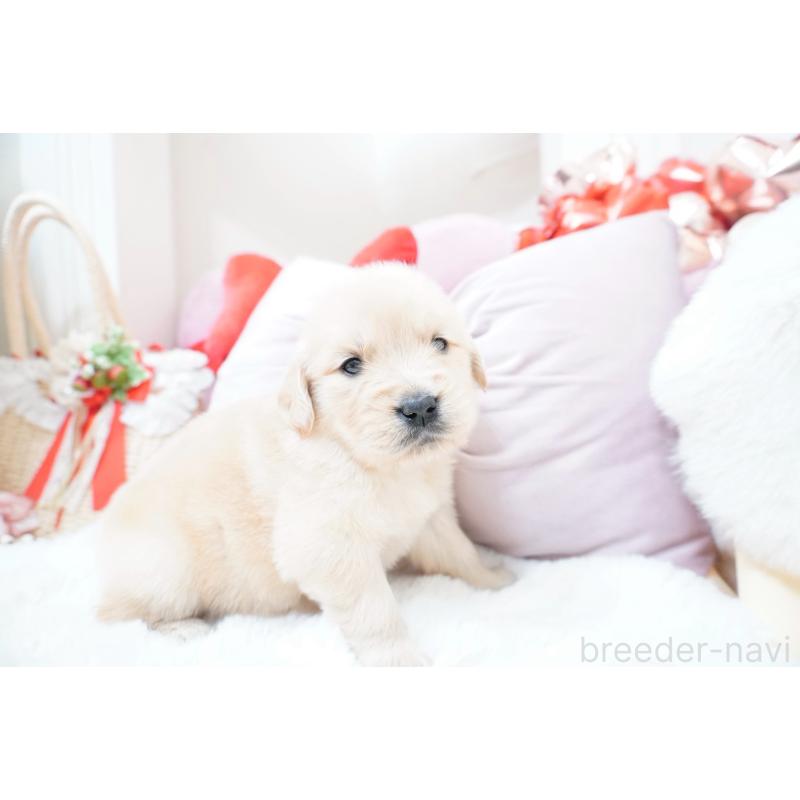 販売中の大阪府のゴールデンレトリーバー-454889の5枚目