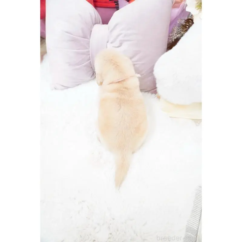 販売中の大阪府のゴールデンレトリーバー-454889の4枚目