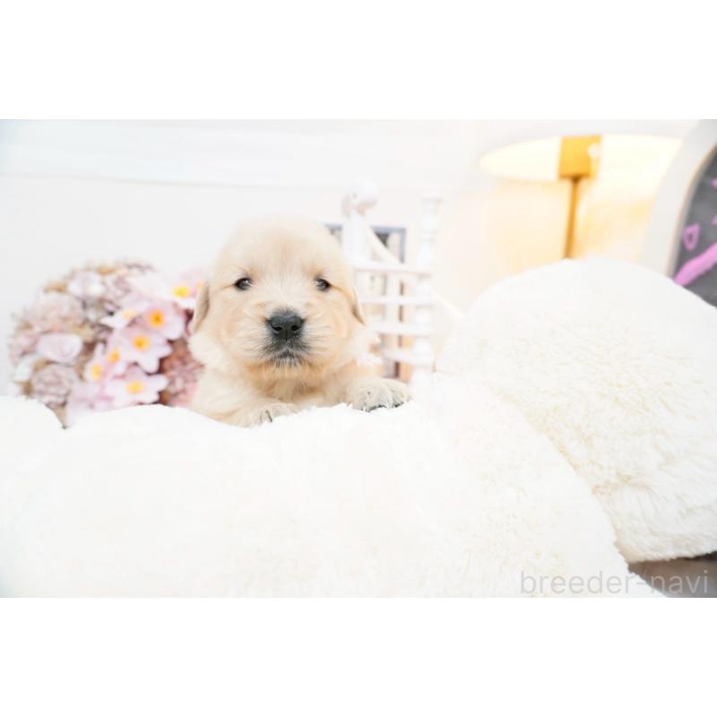 販売中の大阪府のゴールデンレトリーバー-454889の3枚目