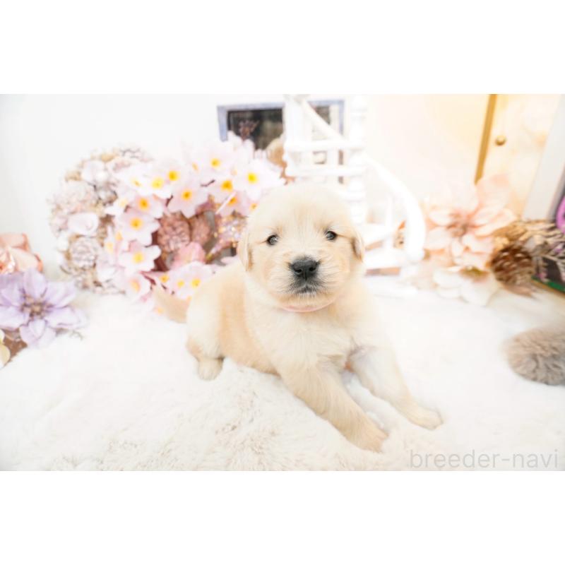 販売中の大阪府のゴールデンレトリーバー-454889の2枚目