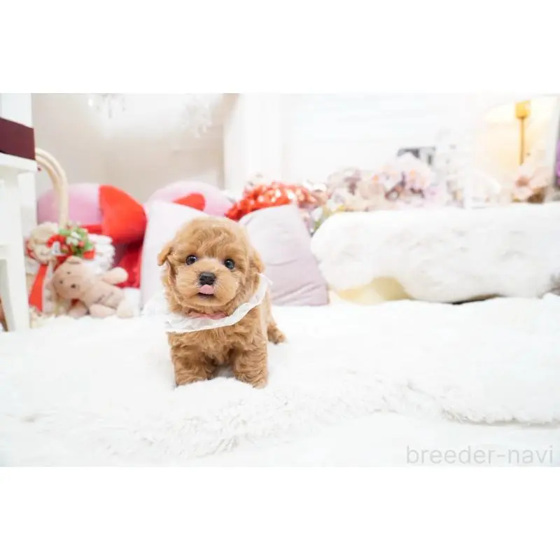 販売中の大阪府のティーカッププードル-454890の4枚目