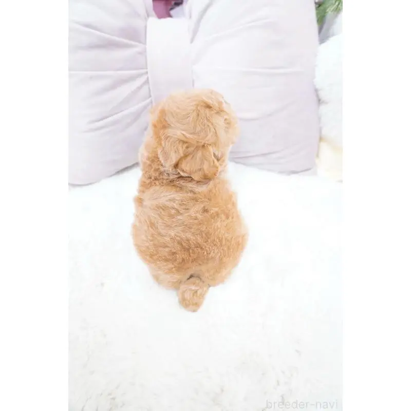 販売中の大阪府のティーカッププードル-454890の2枚目