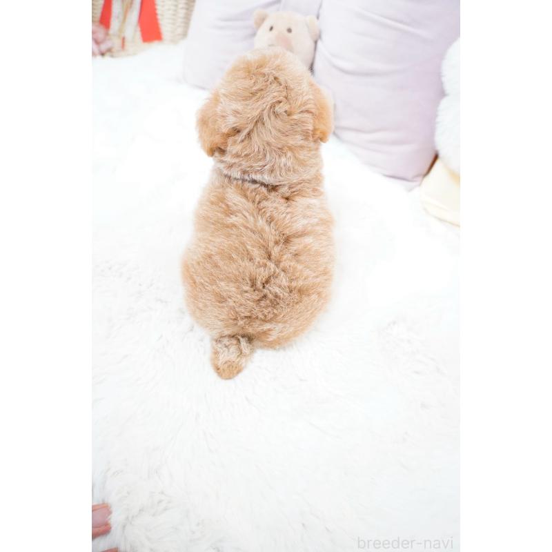 販売中の大阪府のティーカッププードル-454891の4枚目