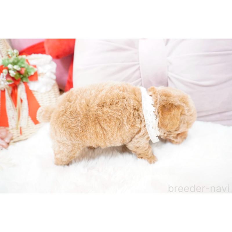 販売中の大阪府のティーカッププードル-454891の3枚目