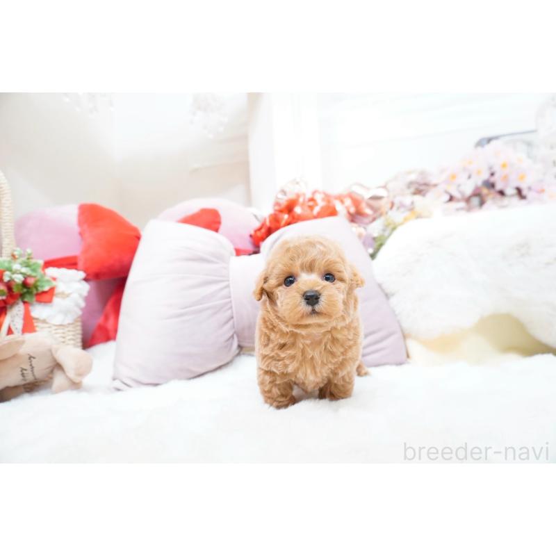 販売中の大阪府のティーカッププードル-454891の2枚目