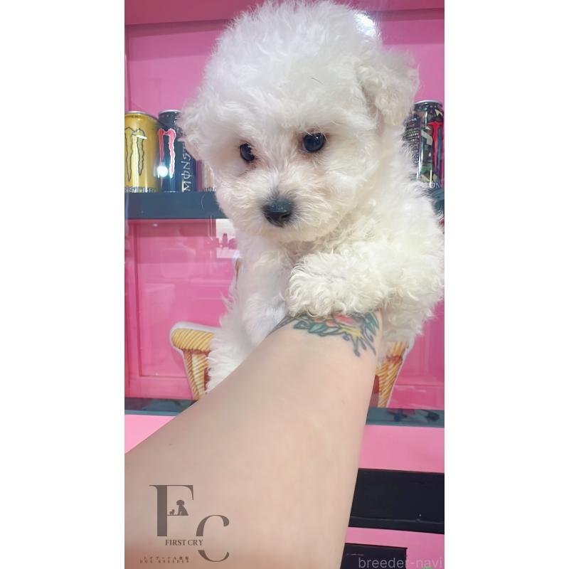 販売中の栃木県のビションフリーゼ-454884の2枚目