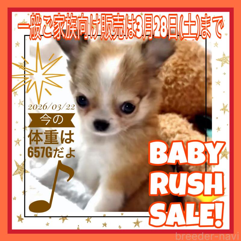 販売中の大阪府のチワワ(ロングコート)-454017