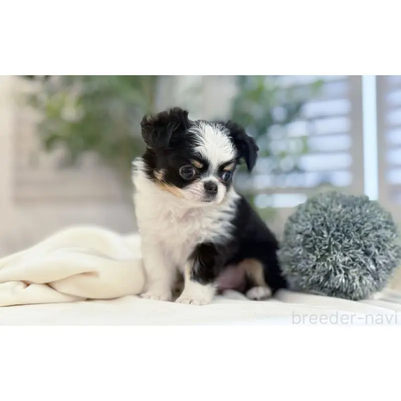 販売中の愛知県のチワワ(ロングコート)-454915の4枚目