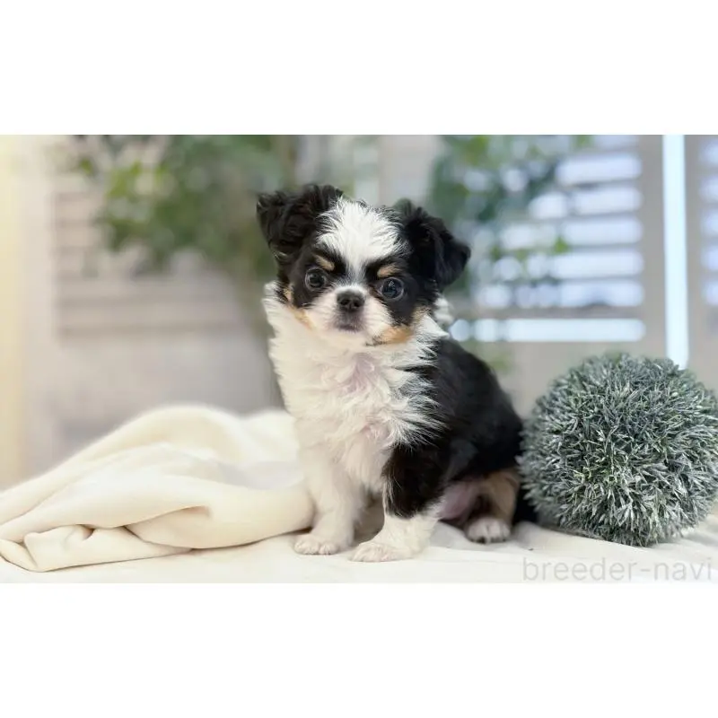 販売中の愛知県のチワワ(ロングコート)-454915の3枚目