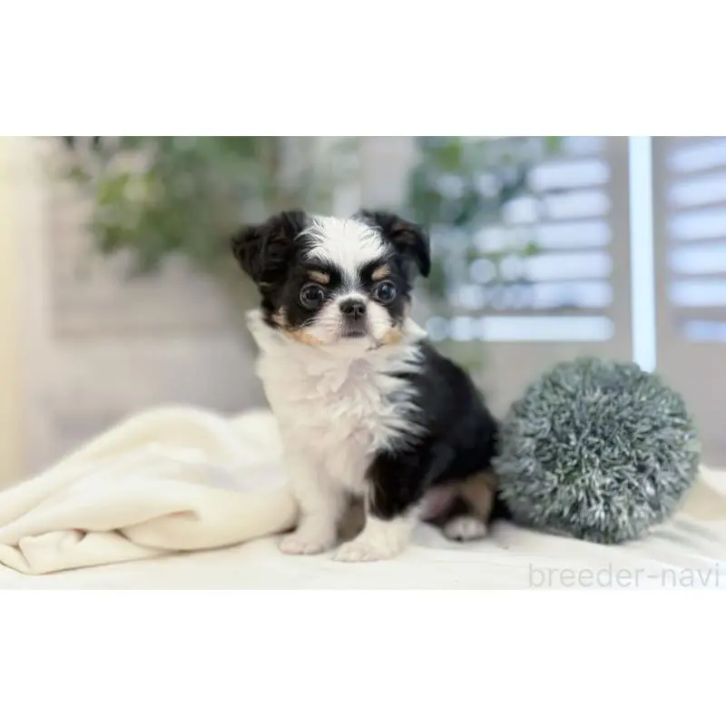 販売中の愛知県のチワワ(ロングコート)-454915の2枚目