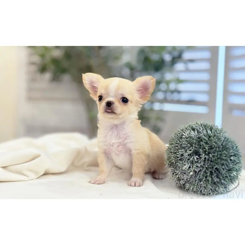 販売中の愛知県のチワワ(ロングコート)-454916の5枚目