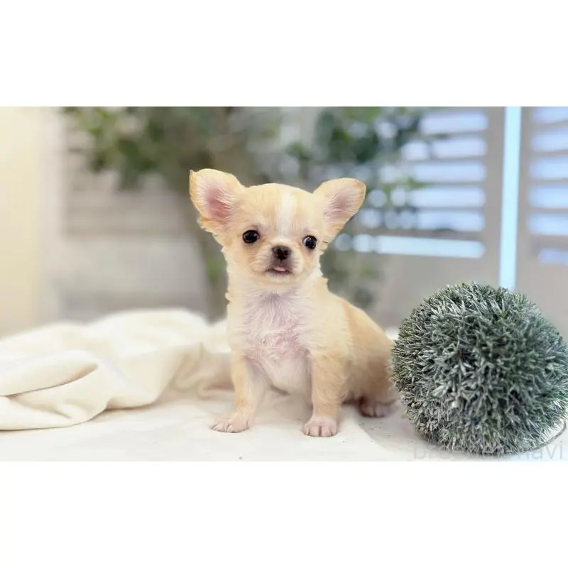 販売中の愛知県のチワワ(ロングコート)-454916の4枚目