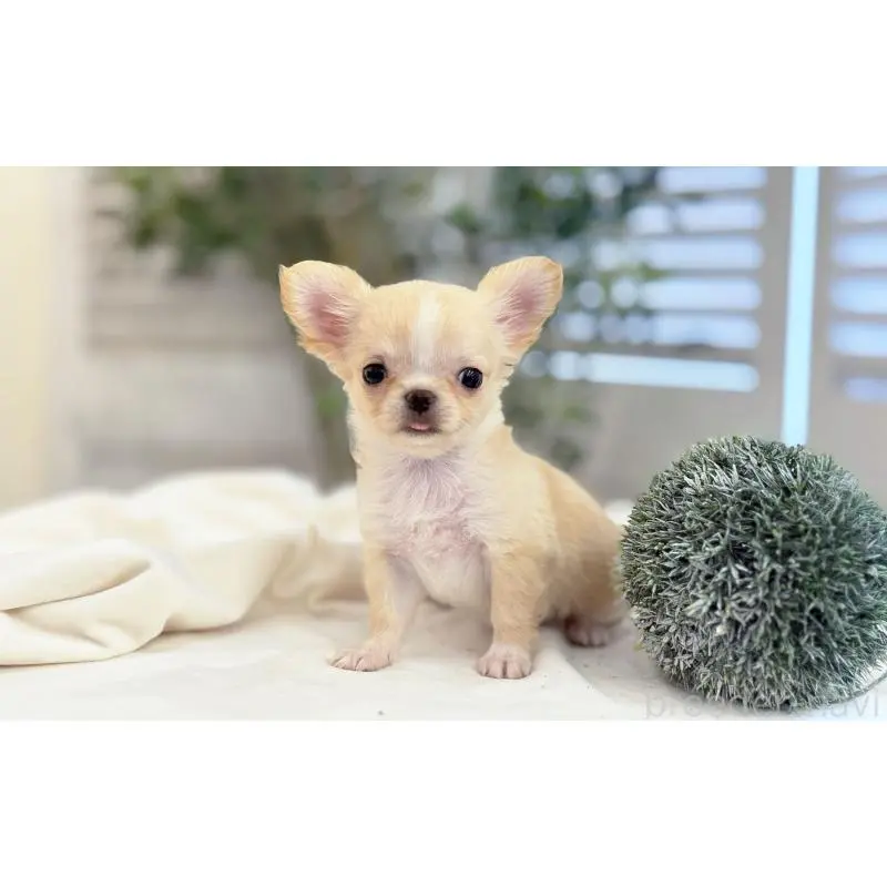 販売中の愛知県のチワワ(ロングコート)-454916の3枚目