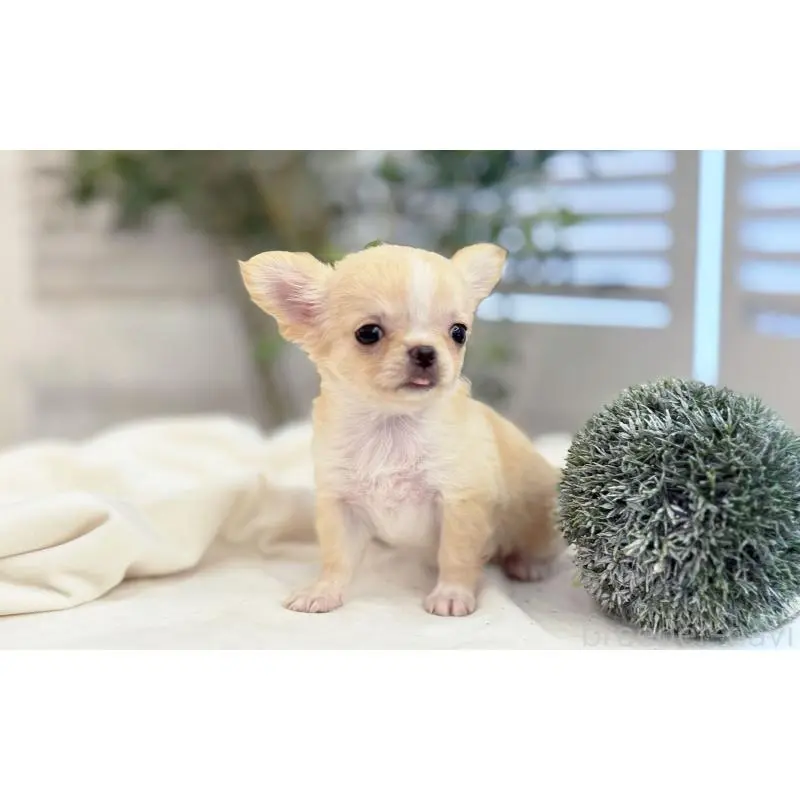 販売中の愛知県のチワワ(ロングコート)-454916の2枚目