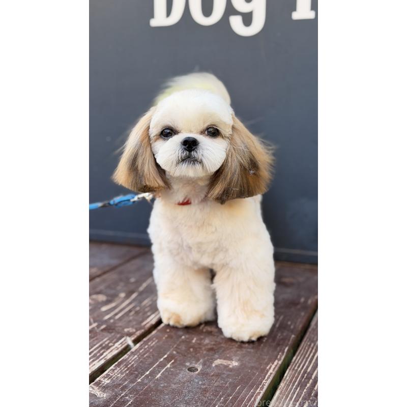 販売中の山口県のシーズー-436700の6枚目