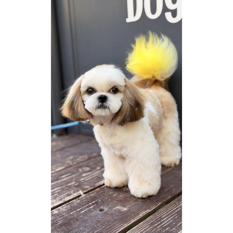 販売中の山口県のシーズー-436700の5枚目