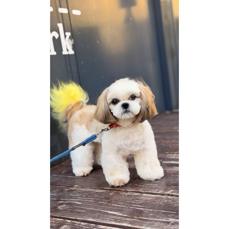 販売中の山口県のシーズー-436700の4枚目