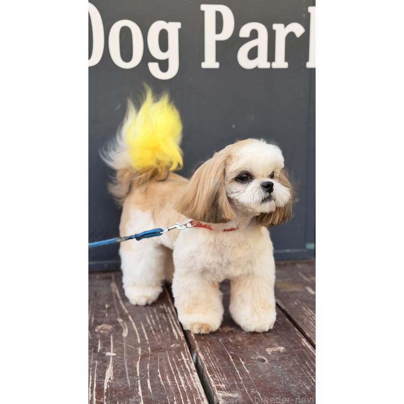 販売中の山口県のシーズー-436700の3枚目