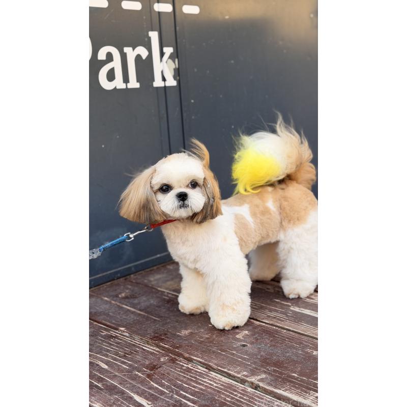 販売中の山口県のシーズー-436700の2枚目