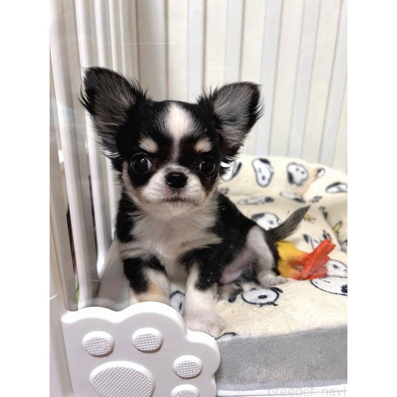 販売中の広島県のチワワ(ロングコート)-446366の8枚目