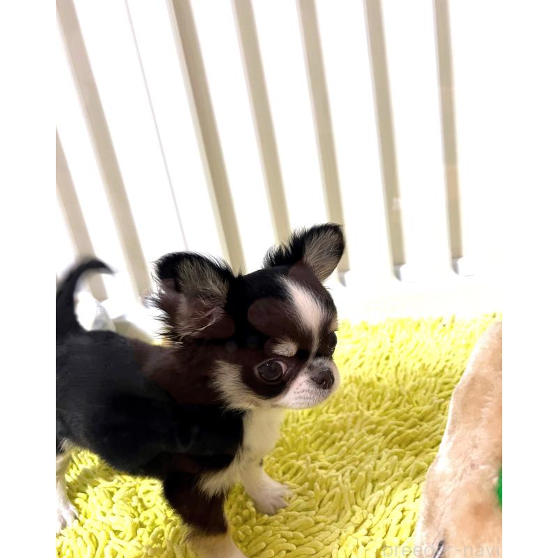 販売中の広島県のチワワ(ロングコート)-446366の7枚目