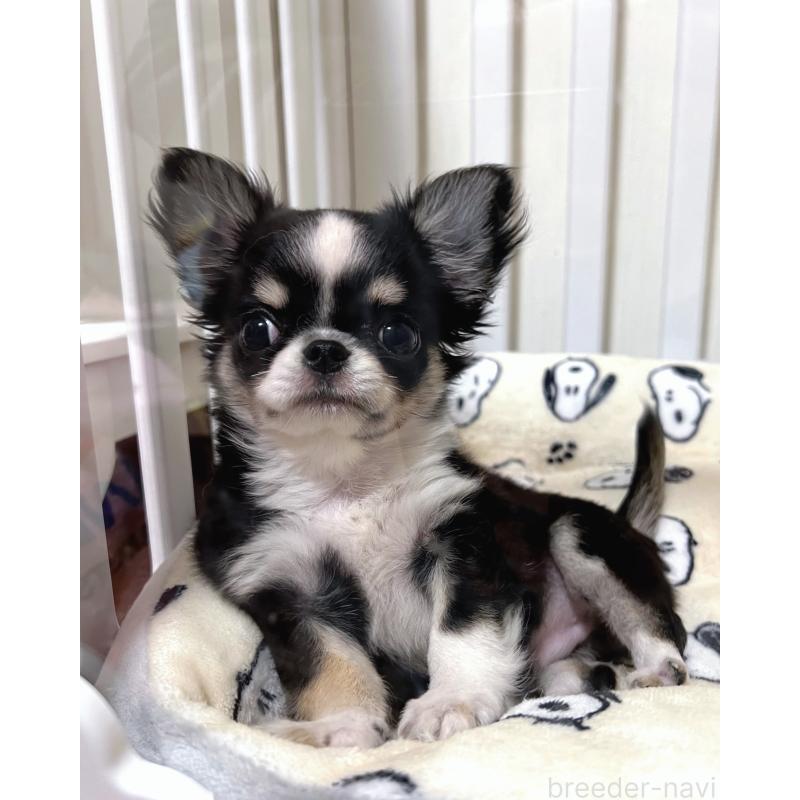 販売中の広島県のチワワ(ロングコート)-446366の6枚目