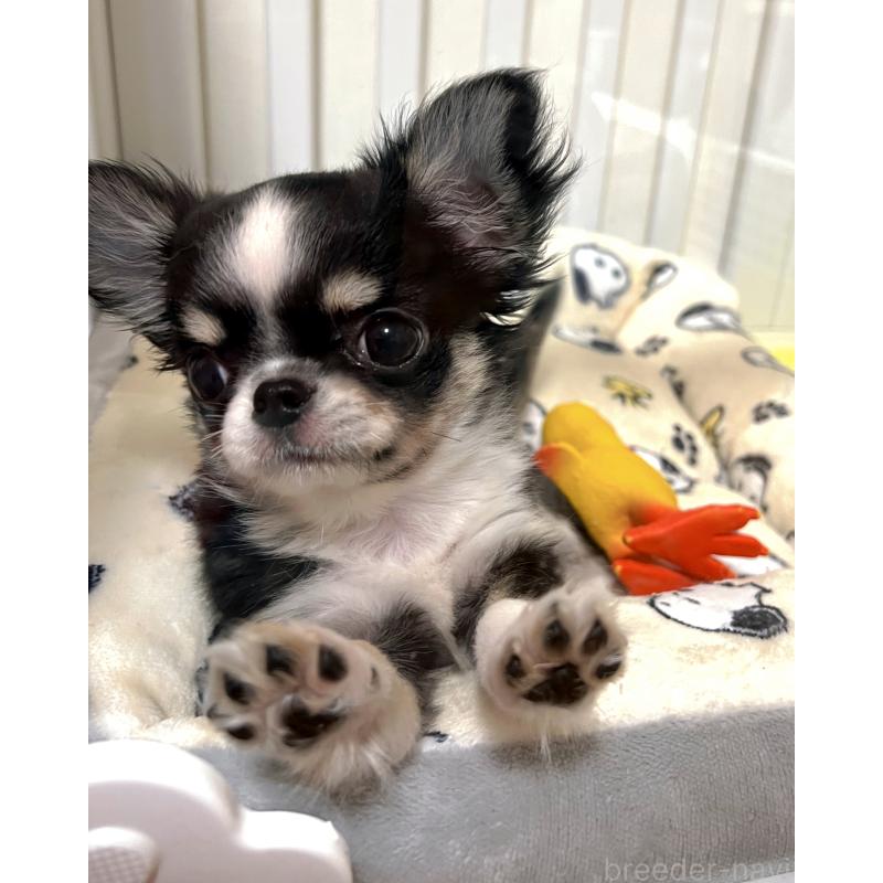 販売中の広島県のチワワ(ロングコート)-446366の5枚目