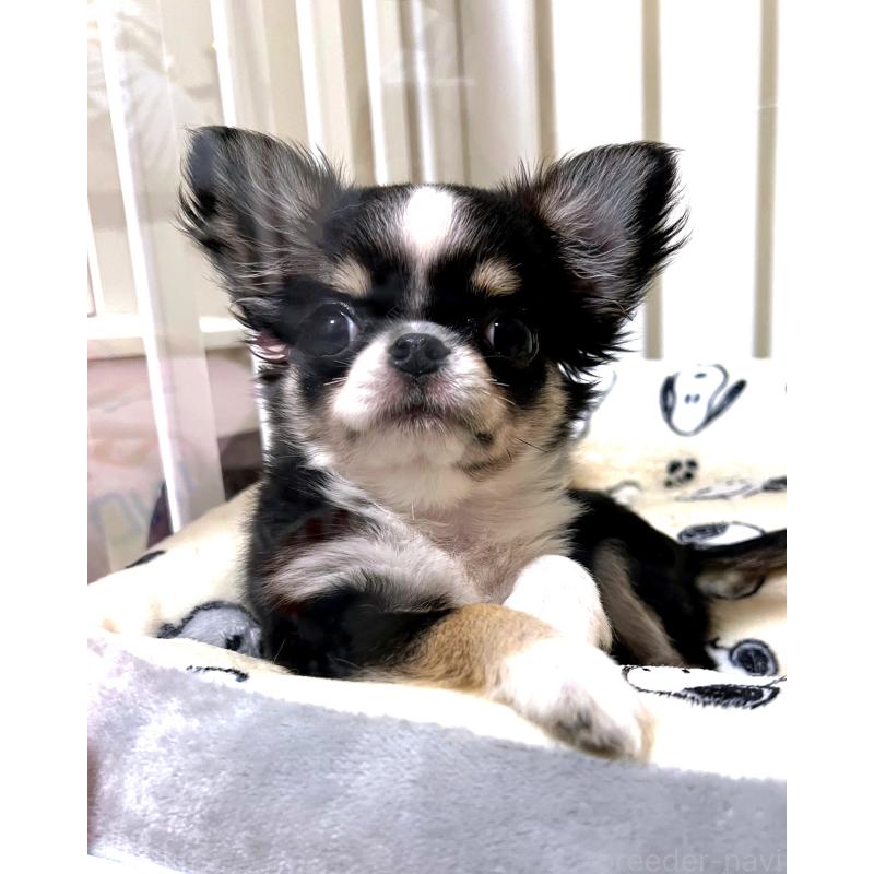 販売中の広島県のチワワ(ロングコート)-446366の4枚目