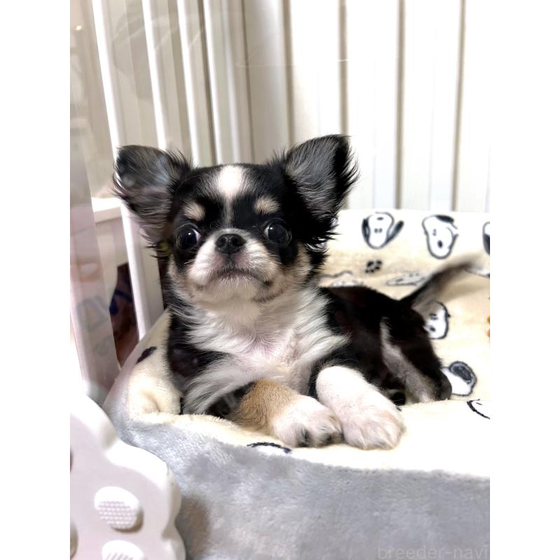 販売中の広島県のチワワ(ロングコート)-446366の3枚目