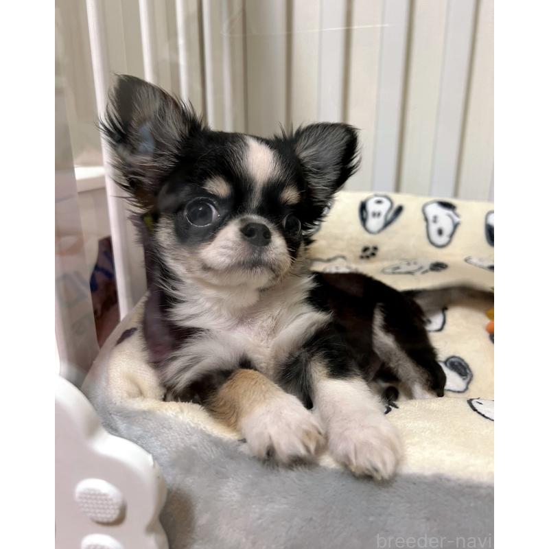 販売中の広島県のチワワ(ロングコート)-446366の2枚目