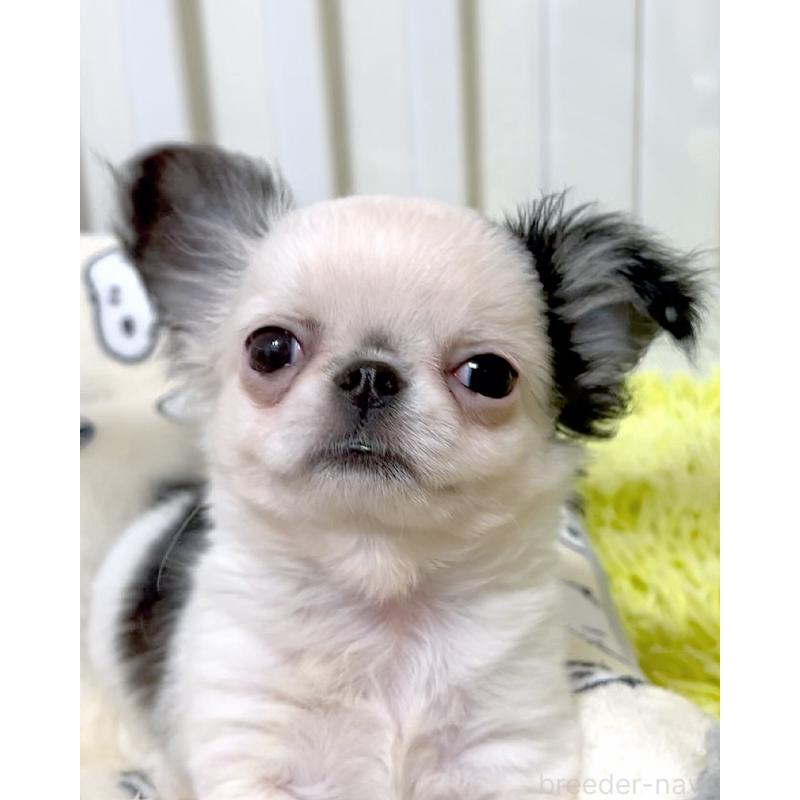 販売中の広島県のチワワ(ロングコート)-453530の7枚目