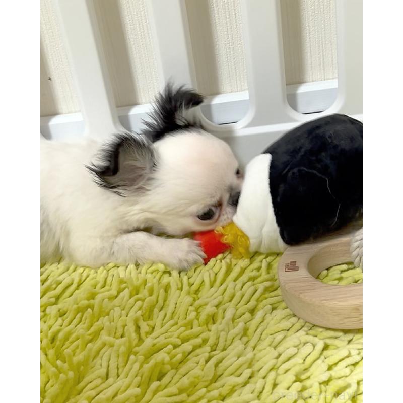 販売中の広島県のチワワ(ロングコート)-453530の6枚目