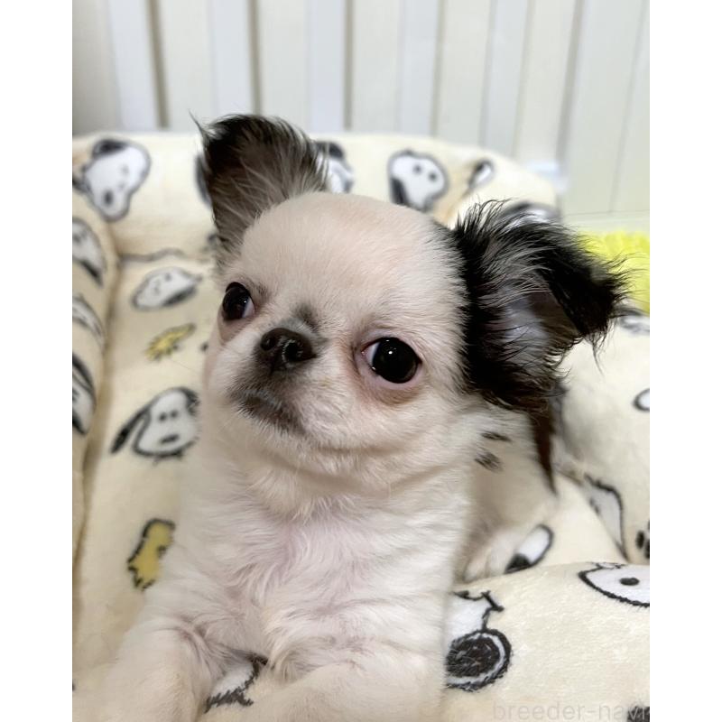 販売中の広島県のチワワ(ロングコート)-453530の5枚目