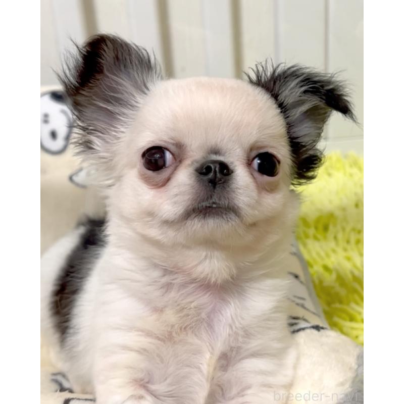 販売中の広島県のチワワ(ロングコート)-453530の4枚目