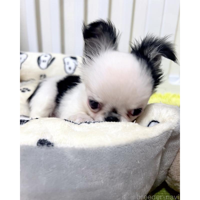 販売中の広島県のチワワ(ロングコート)-453530の3枚目