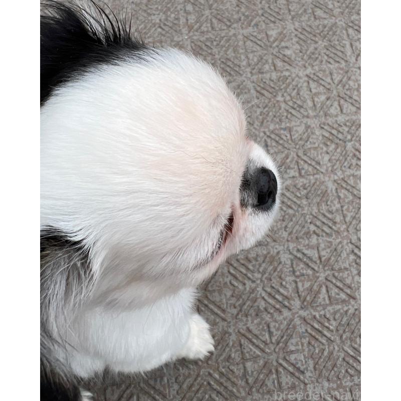 販売中の広島県のチワワ(ロングコート)-453530の2枚目