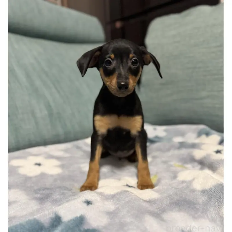 販売中の岡山県のミニチュアピンシャー(ミニピン)-454921の16枚目