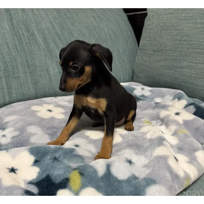 販売中の岡山県のミニチュアピンシャー(ミニピン)-454921の15枚目