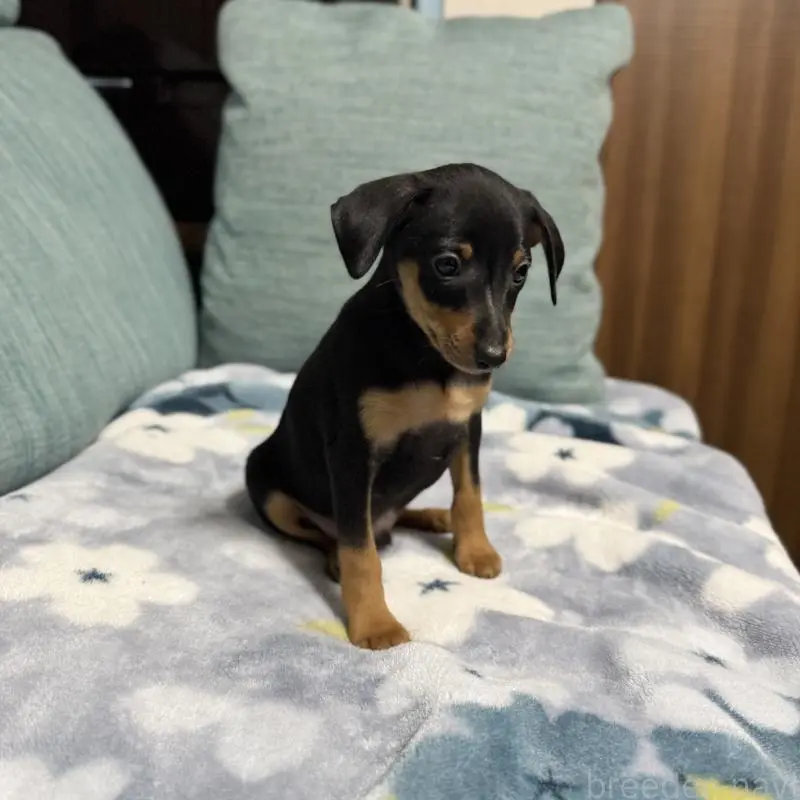 販売中の岡山県のミニチュアピンシャー(ミニピン)-454921の13枚目