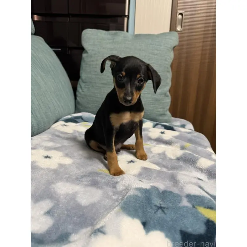 販売中の岡山県のミニチュアピンシャー(ミニピン)-454921の12枚目