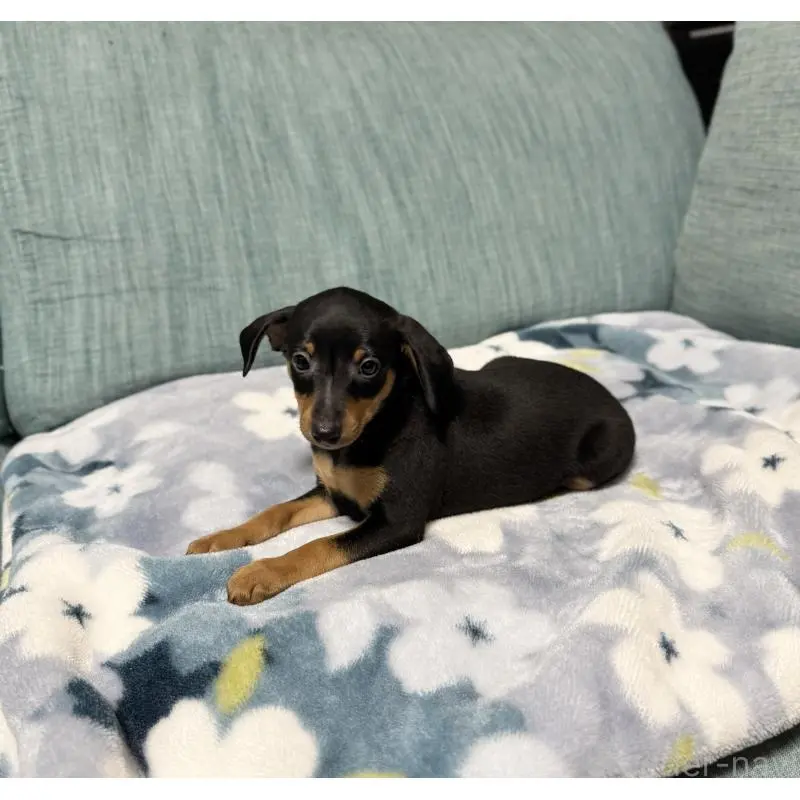 販売中の岡山県のミニチュアピンシャー(ミニピン)-454921の11枚目