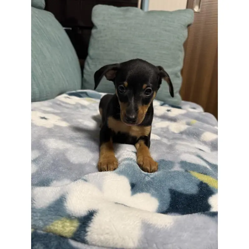 販売中の岡山県のミニチュアピンシャー(ミニピン)-454921の10枚目