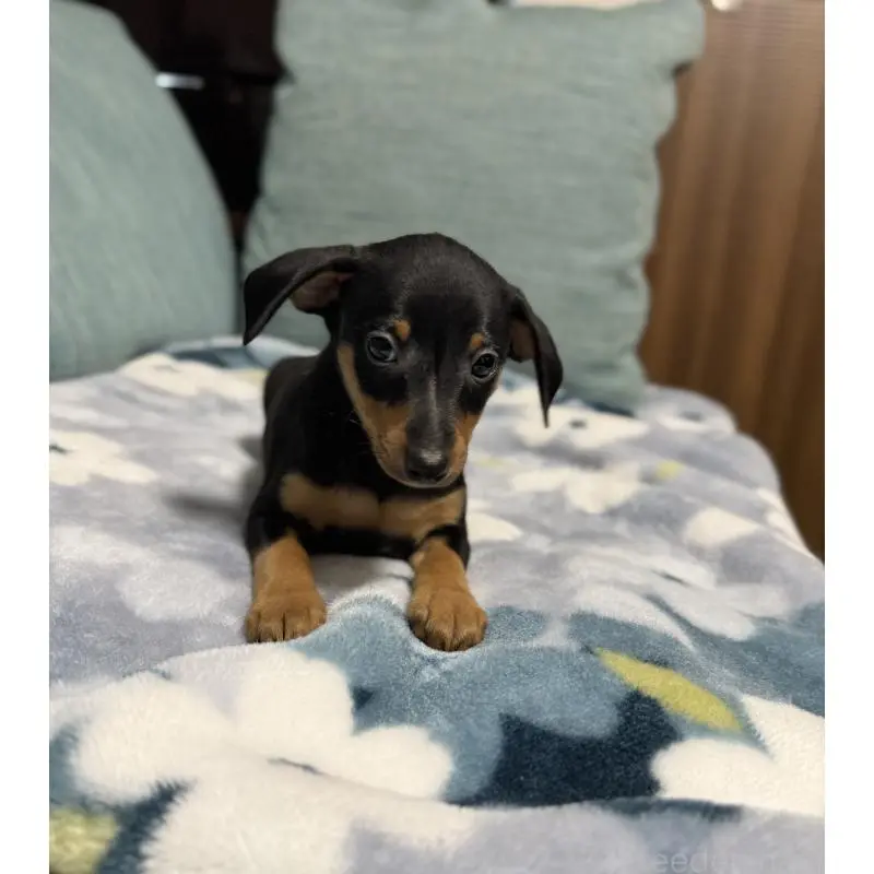 販売中の岡山県のミニチュアピンシャー(ミニピン)-454921の9枚目