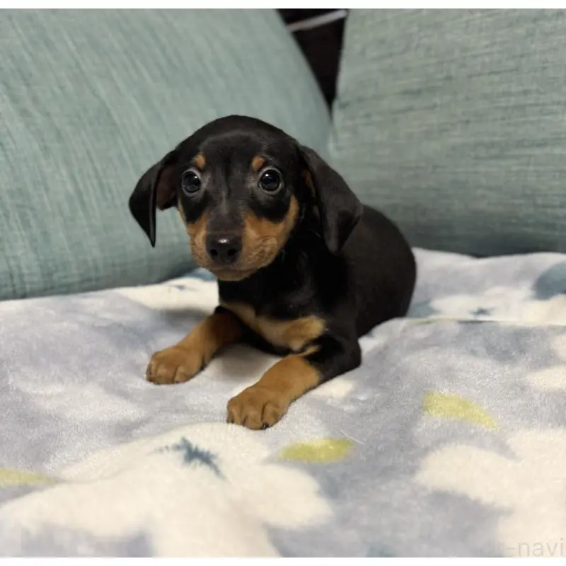 販売中の岡山県のミニチュアピンシャー(ミニピン)-454921の8枚目