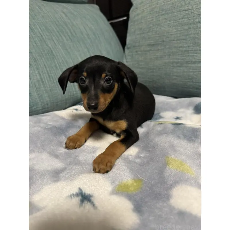 販売中の岡山県のミニチュアピンシャー(ミニピン)-454921の7枚目