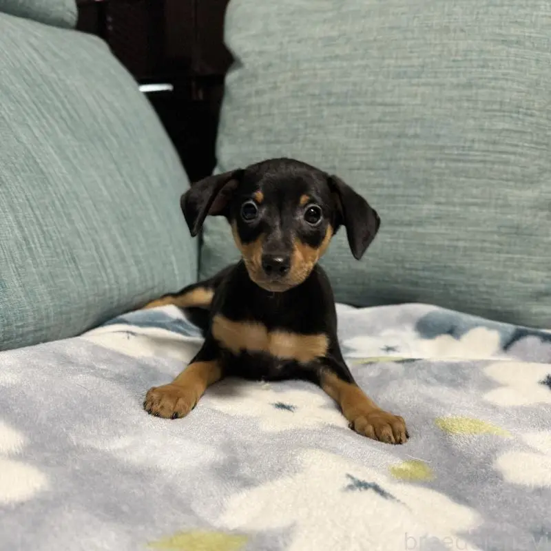 販売中の岡山県のミニチュアピンシャー(ミニピン)-454921の6枚目