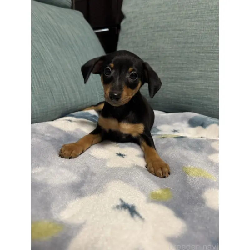 販売中の岡山県のミニチュアピンシャー(ミニピン)-454921の5枚目